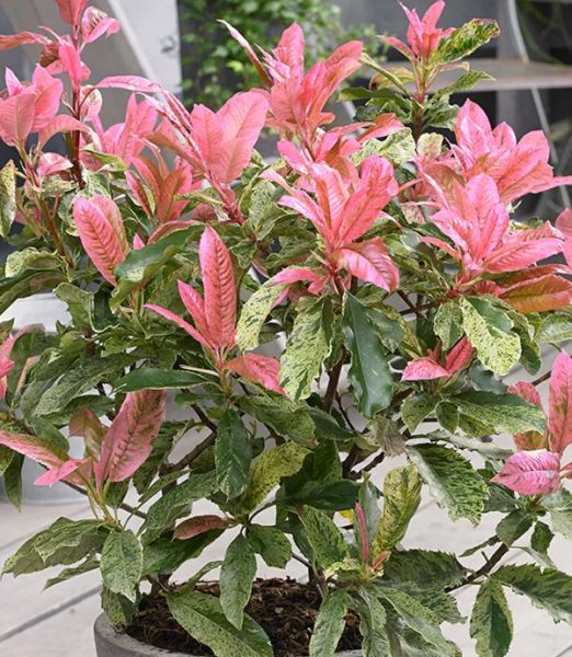 Photinia serratifolia 'Pink Crispy'®